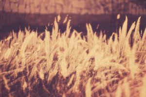 nature, Grass, Photo, Filters