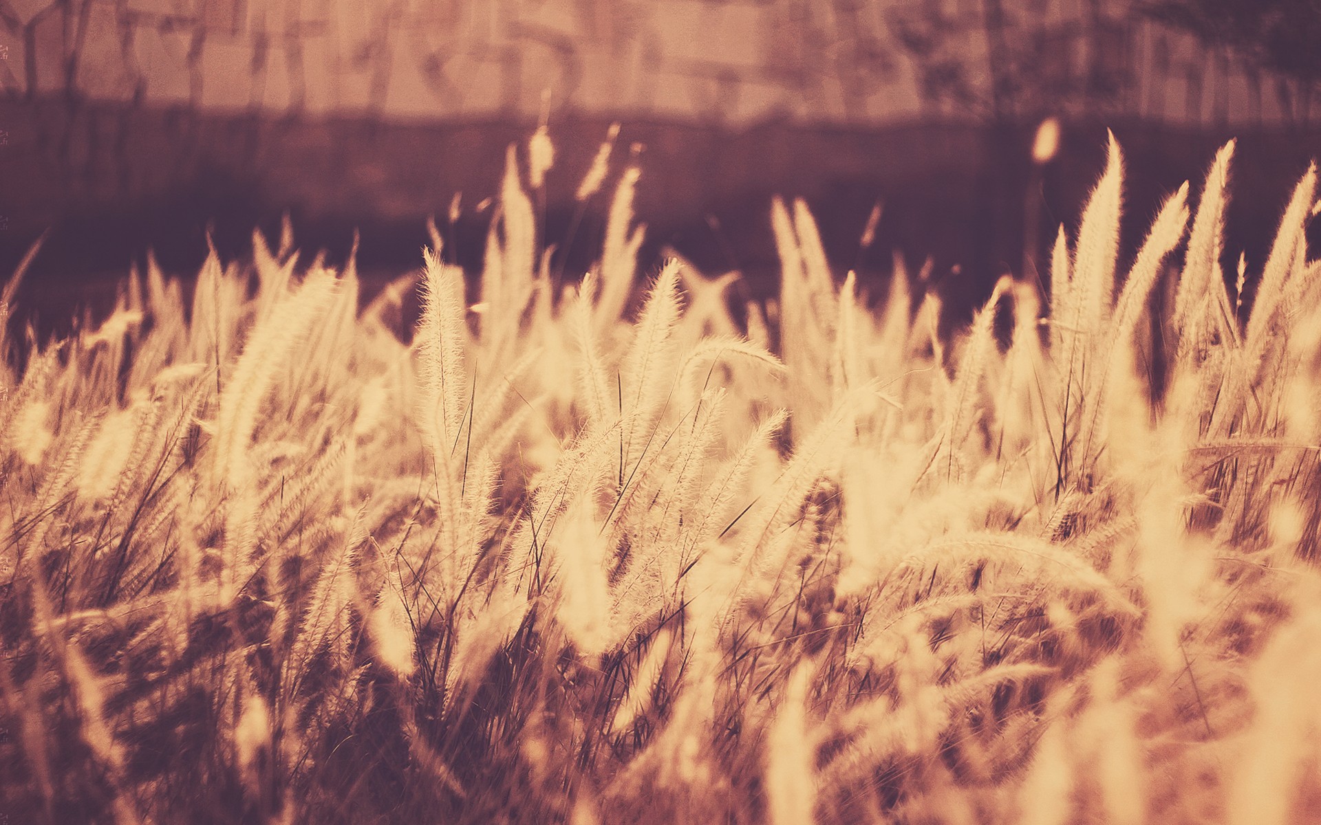 nature, Grass, Photo, Filters Wallpaper