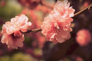 sakura, Flowers