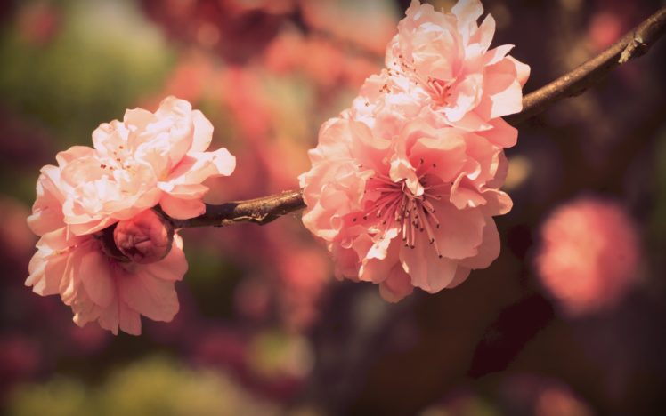 sakura, Flowers HD Wallpaper Desktop Background