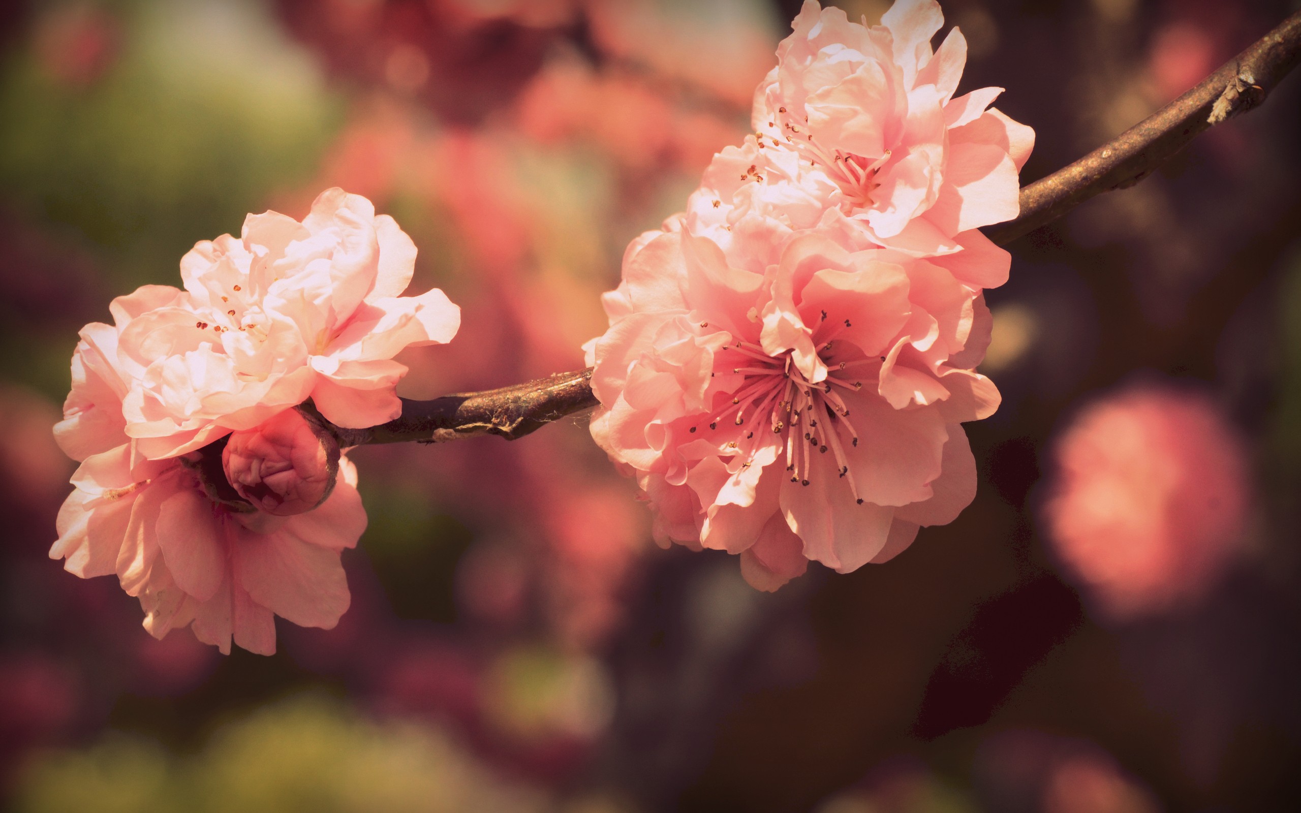 sakura, Flowers Wallpaper