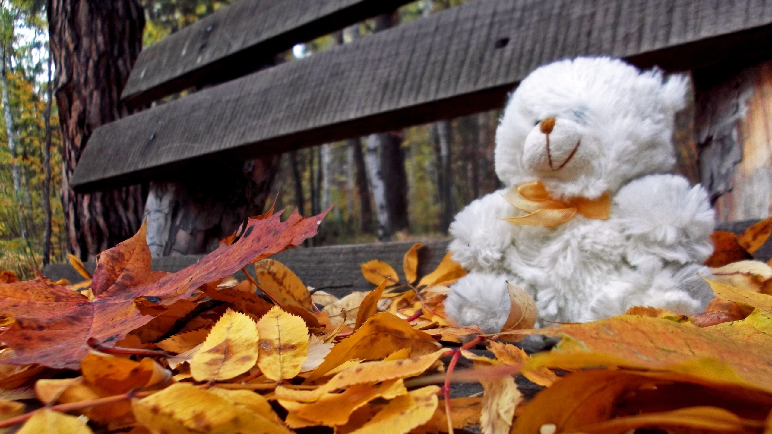 trees, Autumn, Leaves, Bench, Teddy, Bears, Loneliness Wallpaper