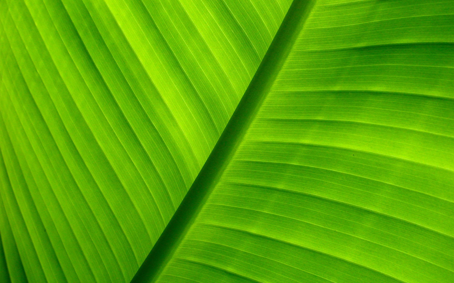 green, Leaves, Macro Wallpaper