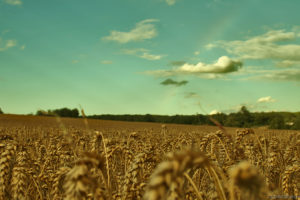fields, Wheat
