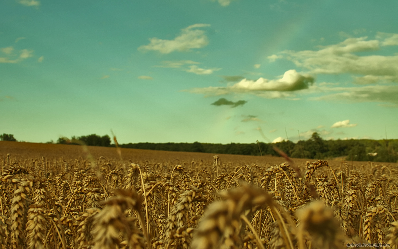 fields, Wheat Wallpapers HD / Desktop and Mobile Backgrounds