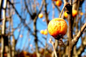 nature, Trees, Fruits, Bokeh, Depth, Of, Field, Branches, Fruit, Trees