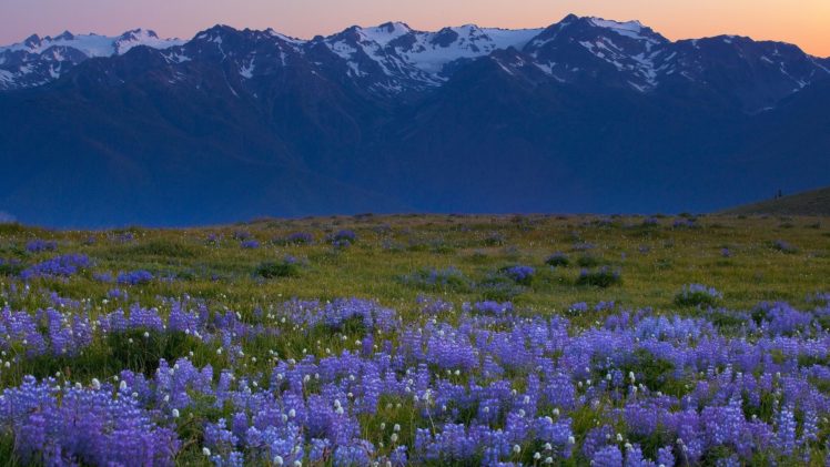 fields, National, Park, Washington, Hurricane, Blue, Flowers HD Wallpaper Desktop Background