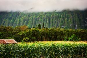 landscapes, Nature, Trees, Fields, Hawaii, Mist