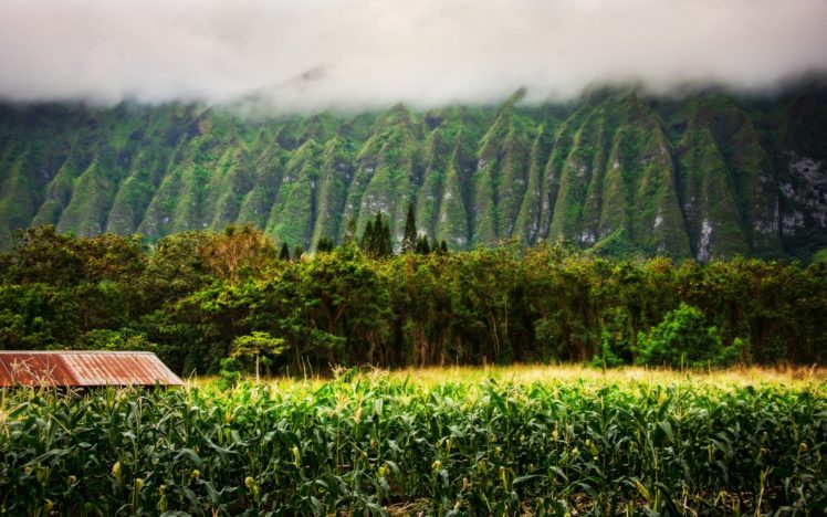 landscapes, Nature, Trees, Fields, Hawaii, Mist HD Wallpaper Desktop Background