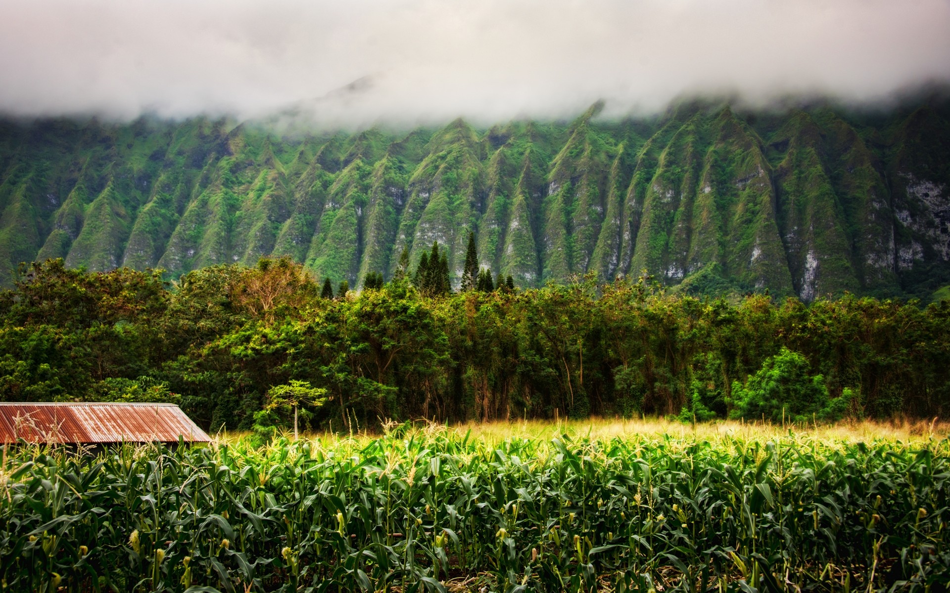 landscapes, Nature, Trees, Fields, Hawaii, Mist Wallpaper