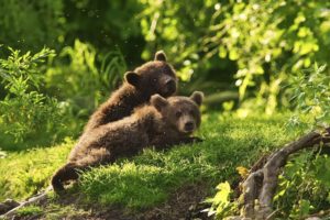 animals, Cubs, Bears, Baby, Animals