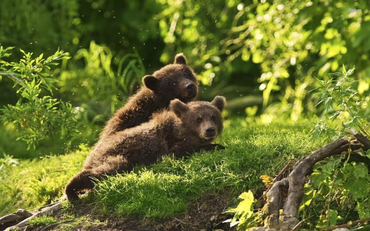 animals, Cubs, Bears, Baby, Animals HD Wallpaper Desktop Background