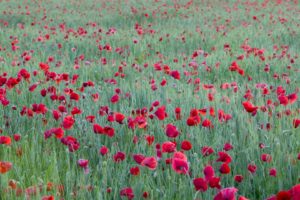 nature, Red, Flowers, France, Poppies