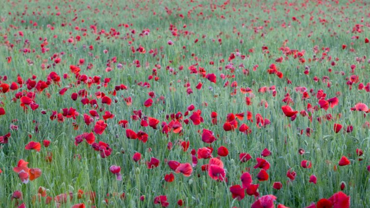 nature, Red, Flowers, France, Poppies HD Wallpaper Desktop Background