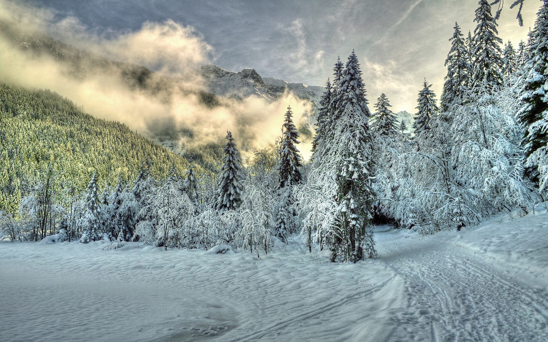 nature Wallpaper