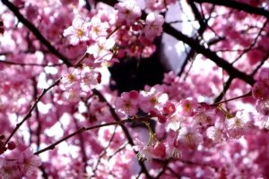 nature, Cherry, Blossoms, Flowers, Spring, Branches, Pink, Flowers