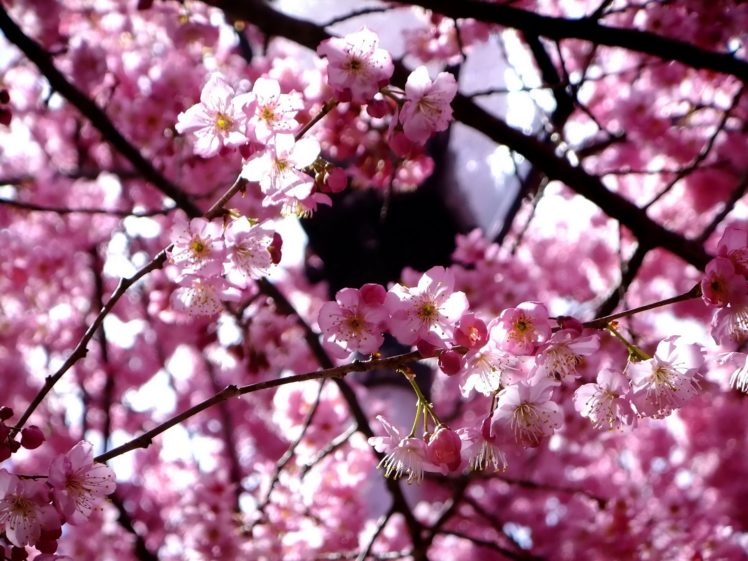 nature, Cherry, Blossoms, Flowers, Spring, Branches, Pink, Flowers HD Wallpaper Desktop Background