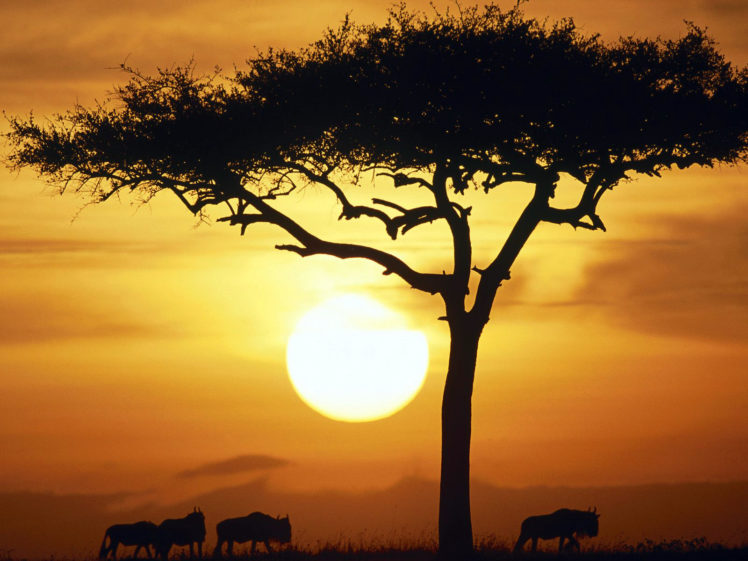 sun, Trees, Animals, Wildebeest HD Wallpaper Desktop Background
