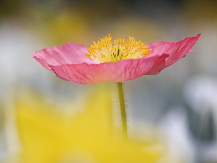 flowers, Poppy, Pink, Flowers, South, Carolina HD Wallpaper Desktop Background
