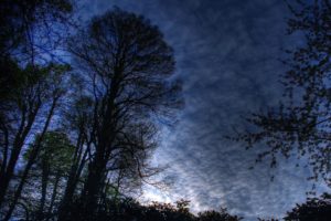 forests, Skyscapes