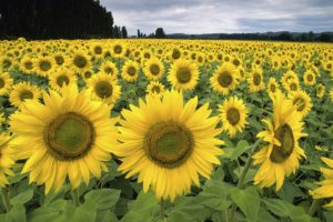 france, Sunflowers
