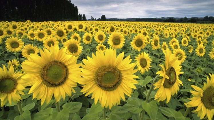 france, Sunflowers HD Wallpaper Desktop Background
