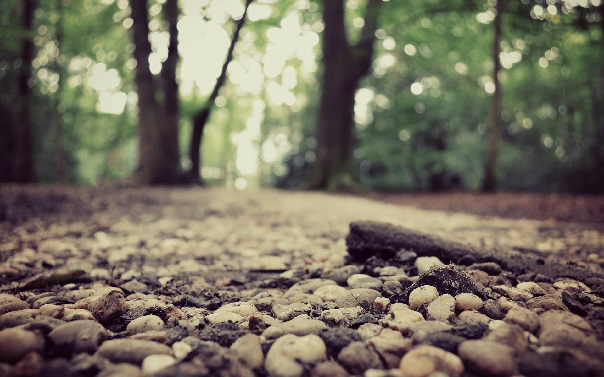 jungle, Forest, Stones, Forest, Road Wallpaper