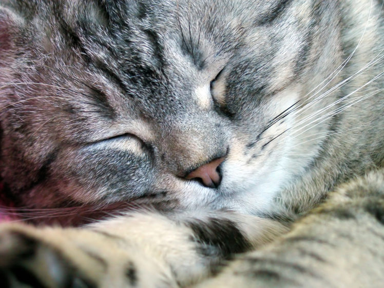 cats, Closed, Eyes HD Wallpaper Desktop Background