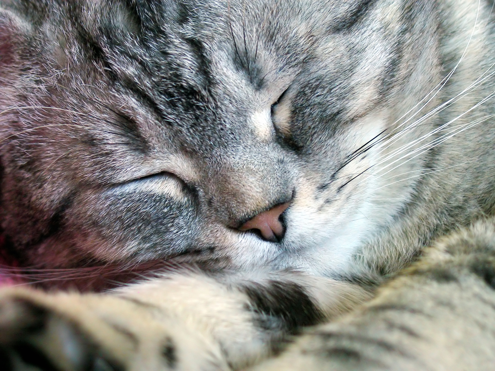 cats, Closed, Eyes Wallpaper