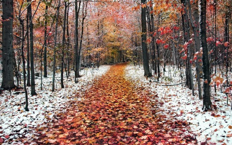 landscapes, Winter,  season , Trees HD Wallpaper Desktop Background