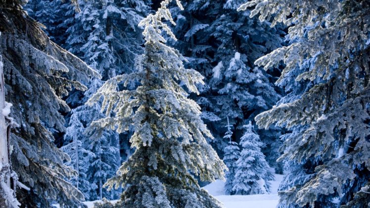 winter, Forests, National, Waterfalls, Washington HD Wallpaper Desktop Background