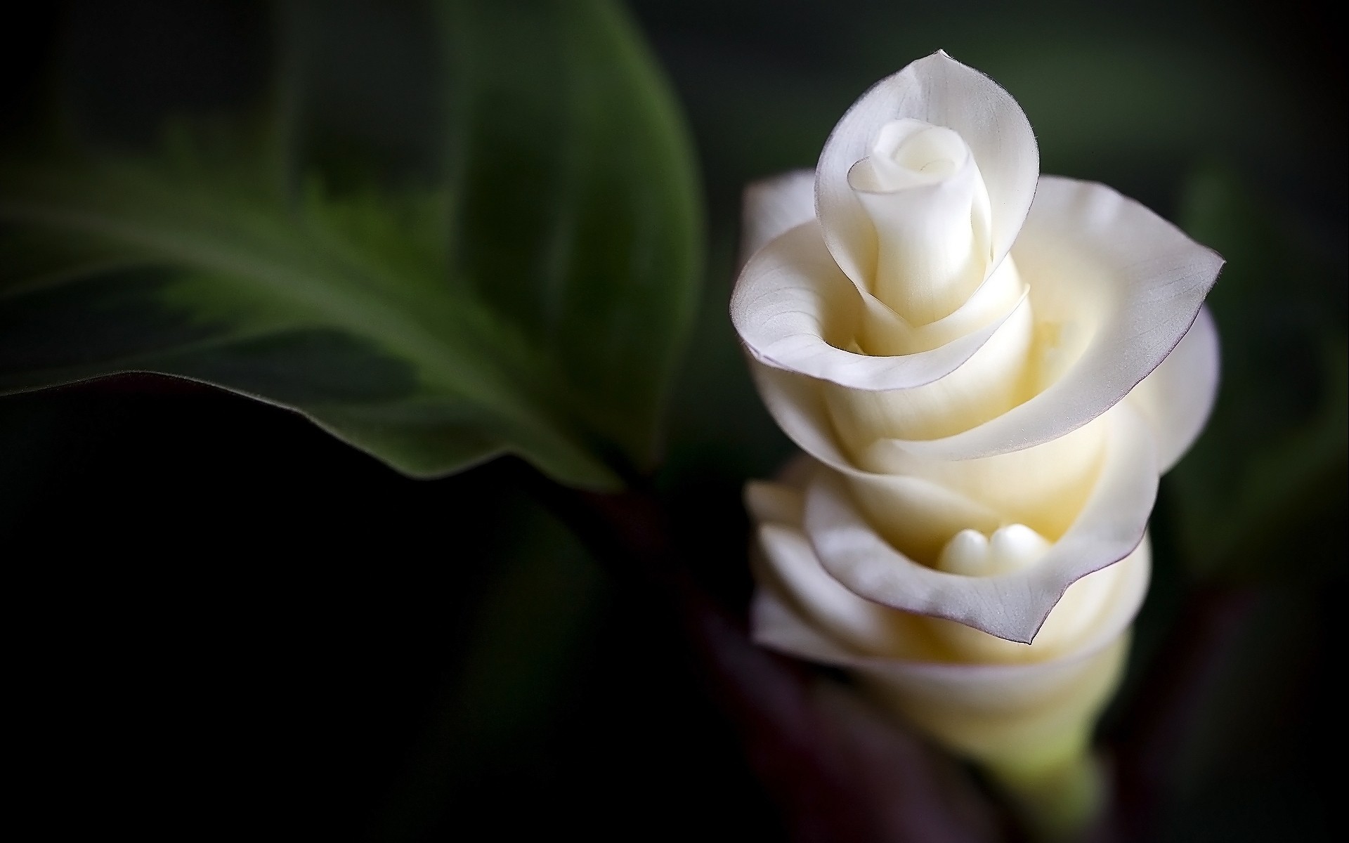 flowers Wallpaper