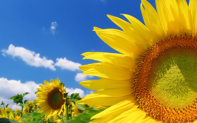 sunflowers HD Wallpaper Desktop Background