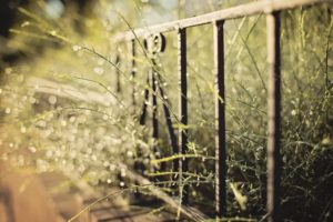 fences, Plants, Bokeh
