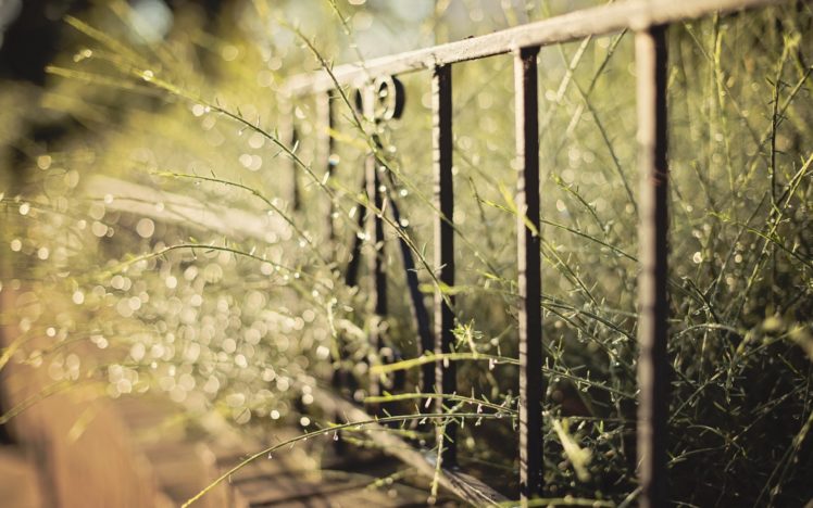 fences, Plants, Bokeh HD Wallpaper Desktop Background