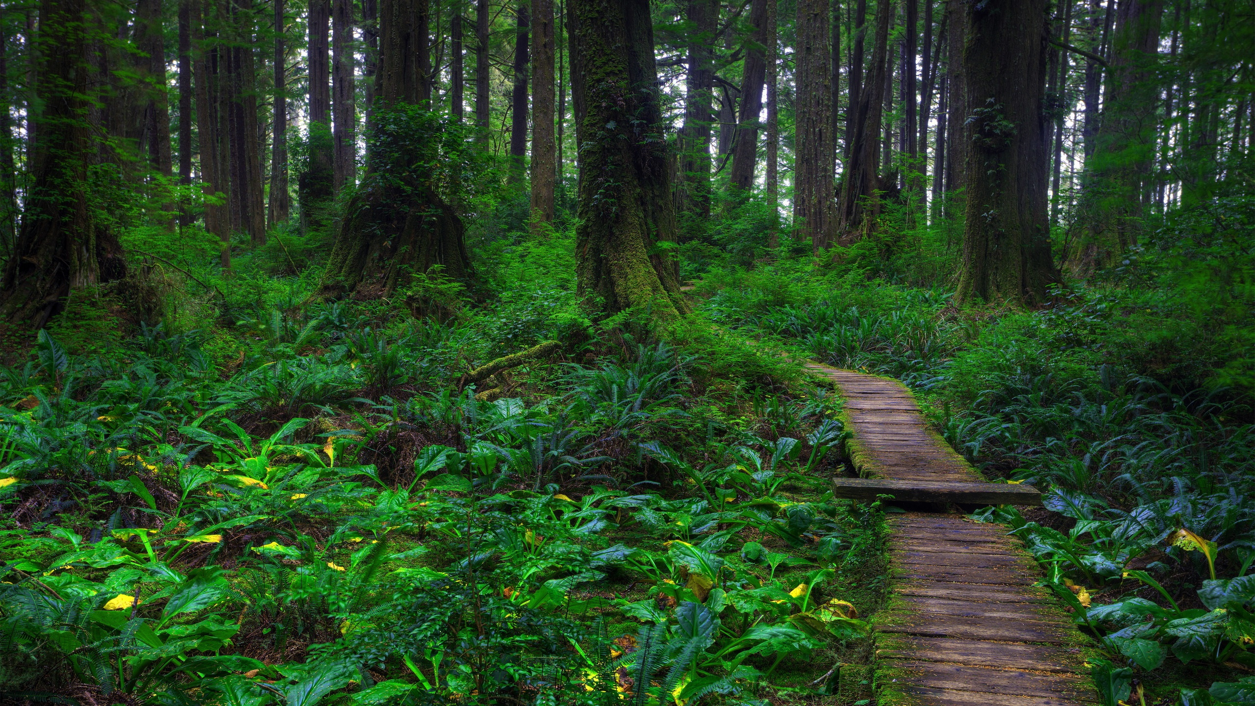 nature, Forests, Fairies Wallpaper