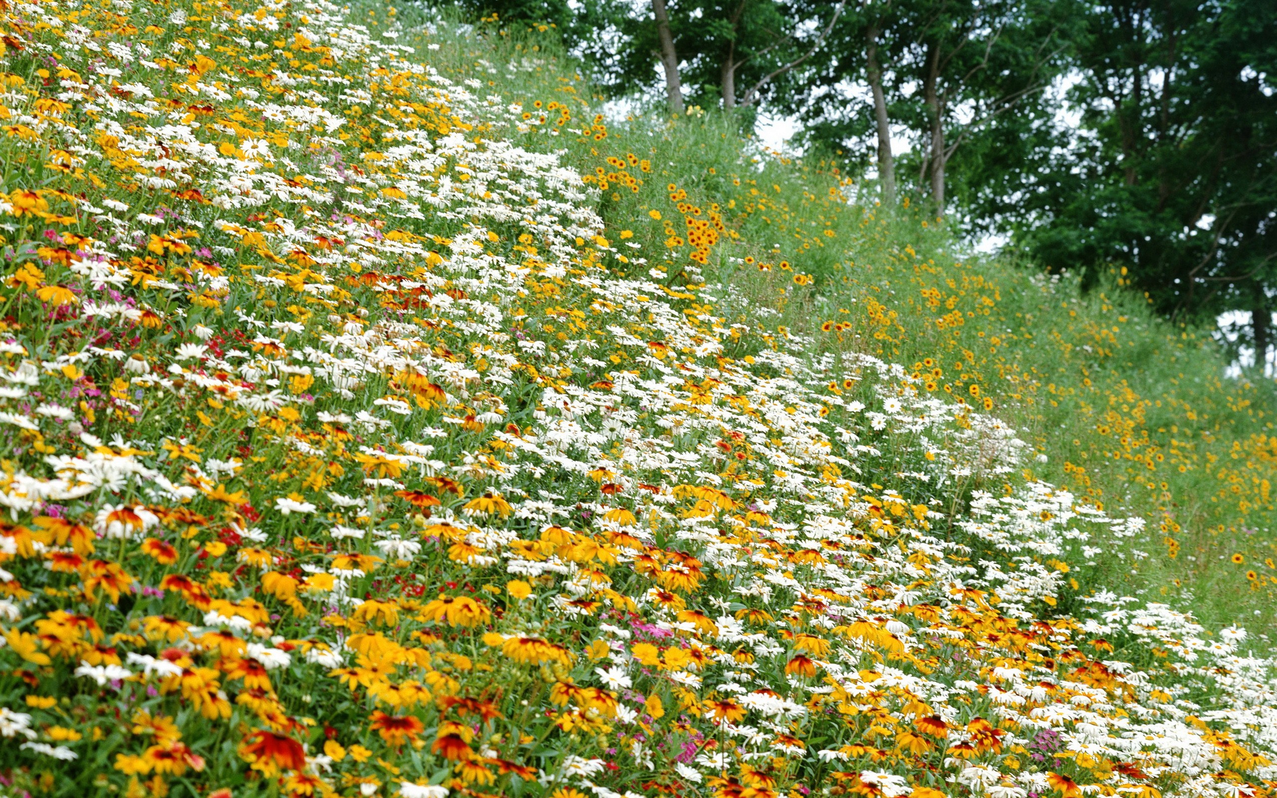 flowers Wallpaper