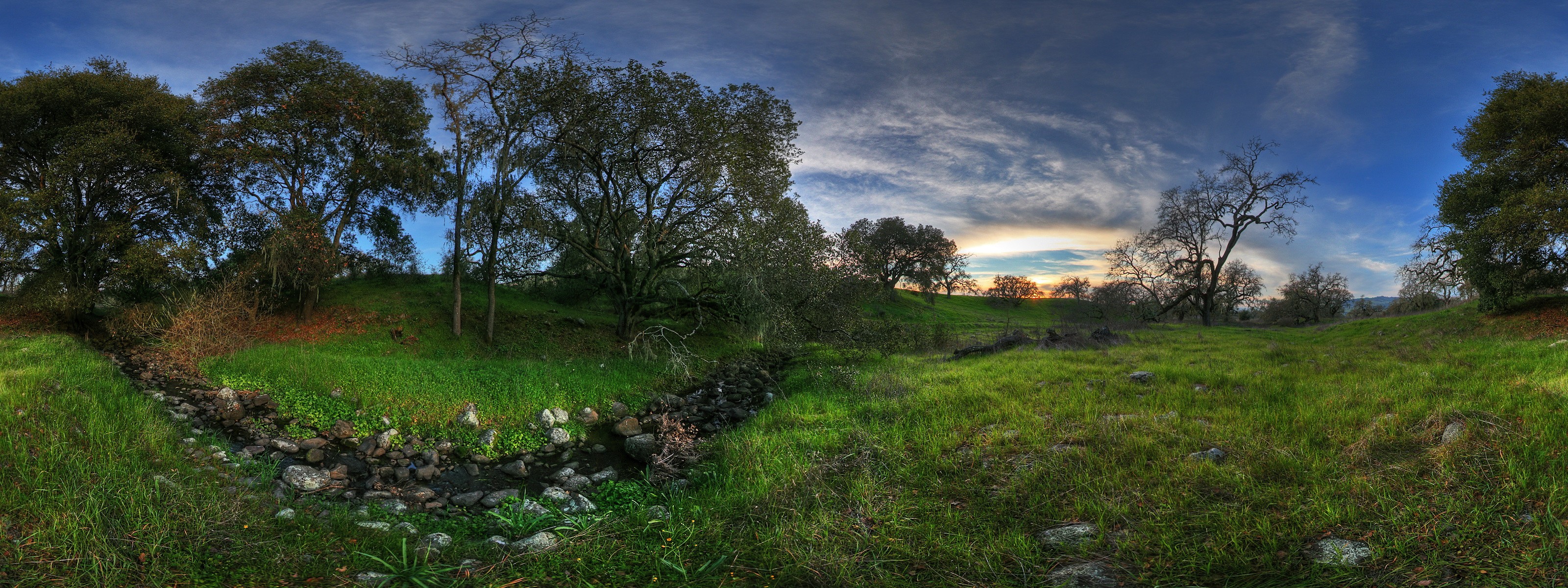 nature, Forests Wallpaper