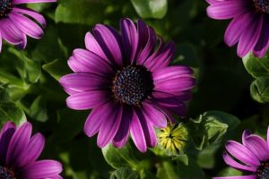 nature, Flowers, Daisy, Purple, Flowers