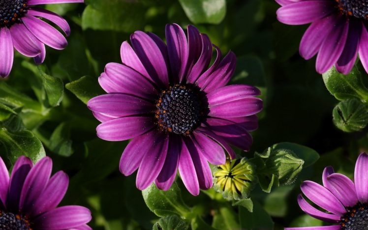 nature, Flowers, Daisy, Purple, Flowers HD Wallpaper Desktop Background