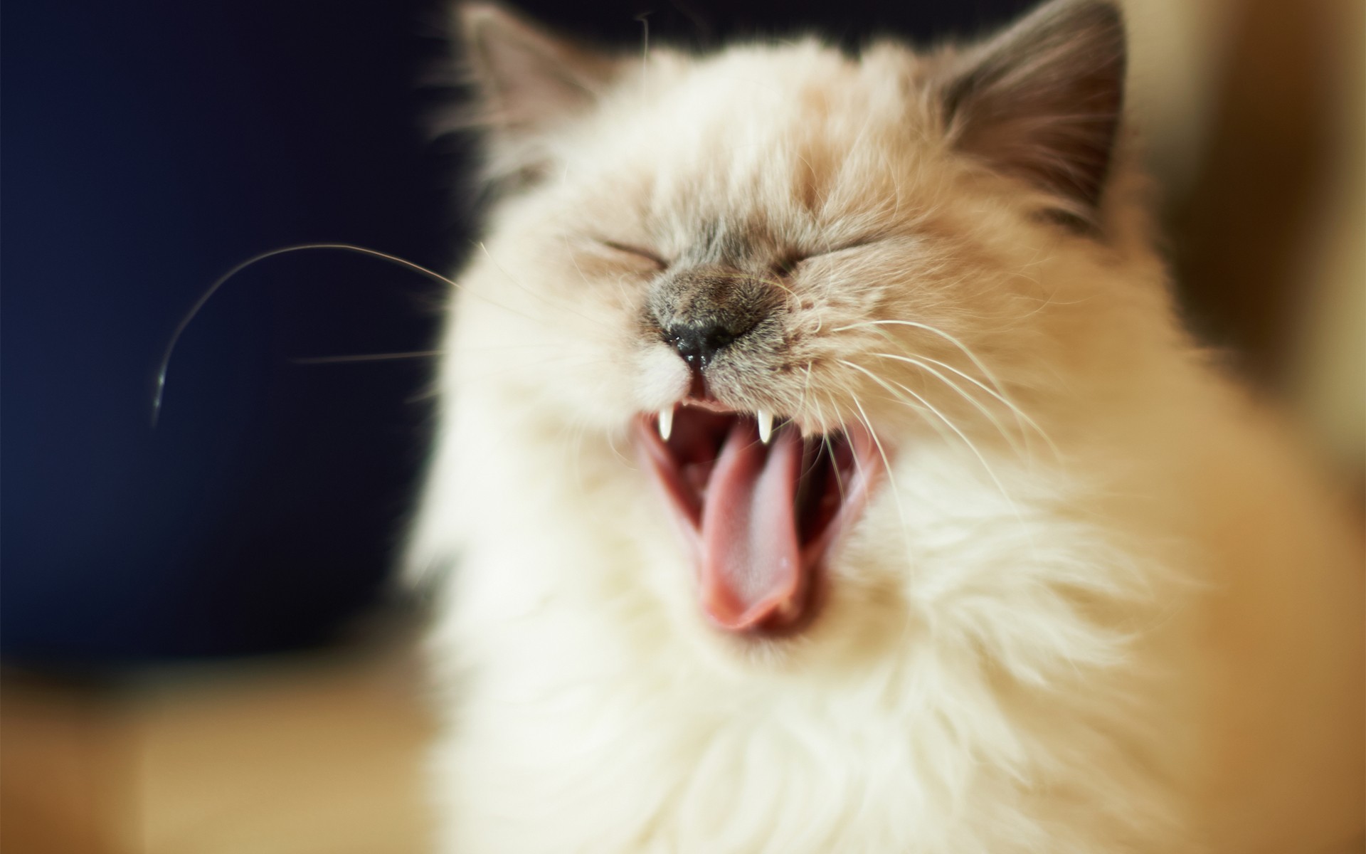 cats, Animals Wallpaper