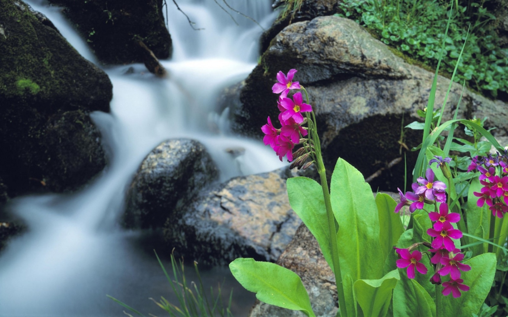 nature, Flowers, Waterfalls, Waterscapes Wallpaper