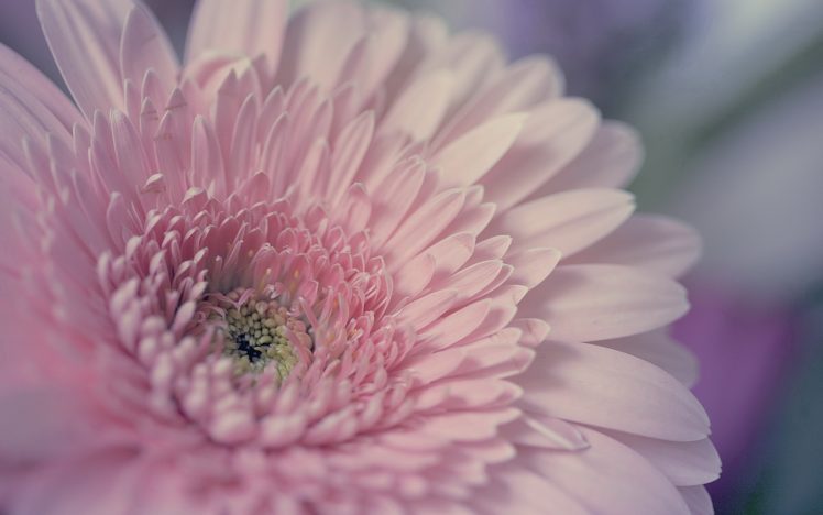 flowers HD Wallpaper Desktop Background