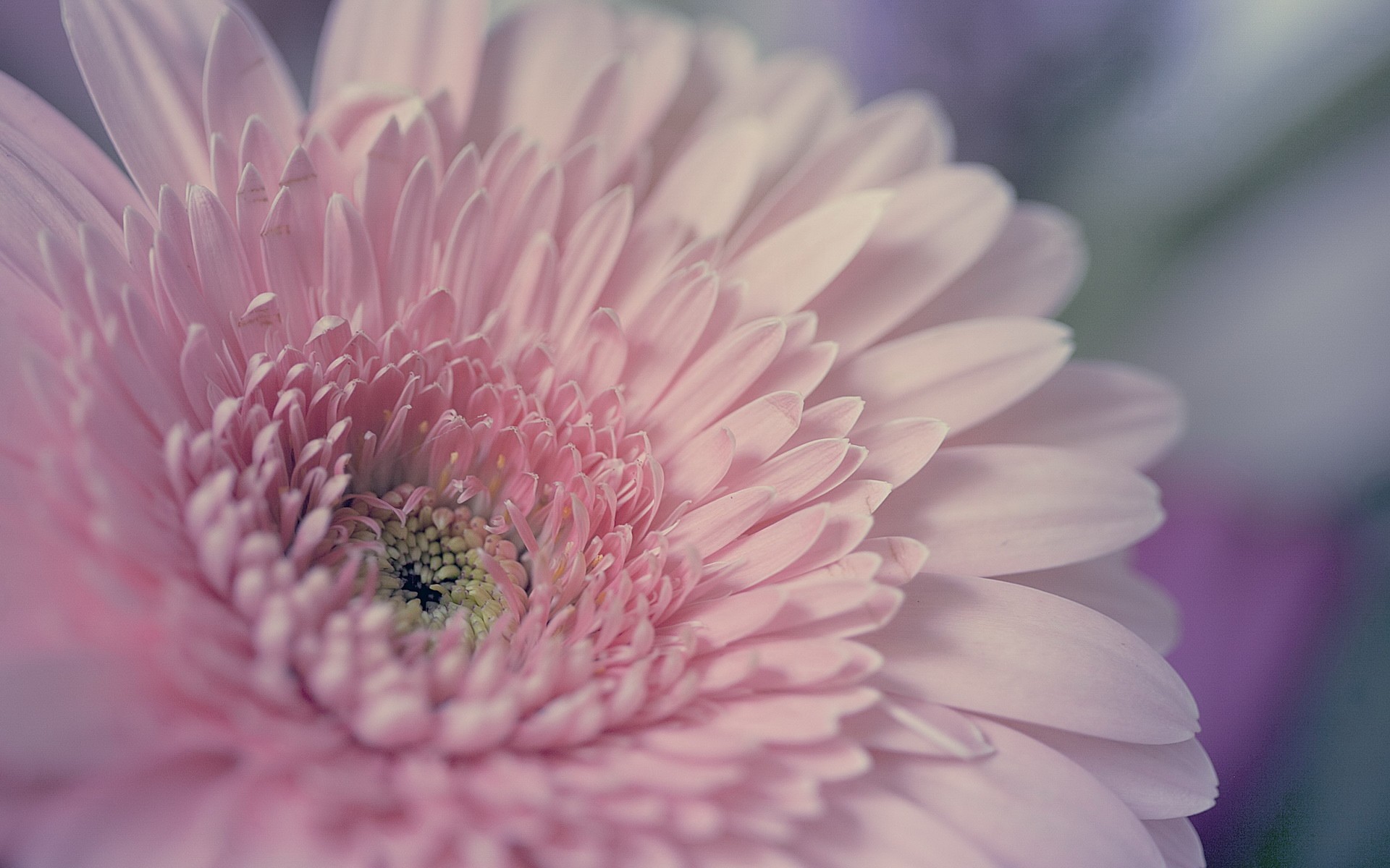 flowers Wallpaper