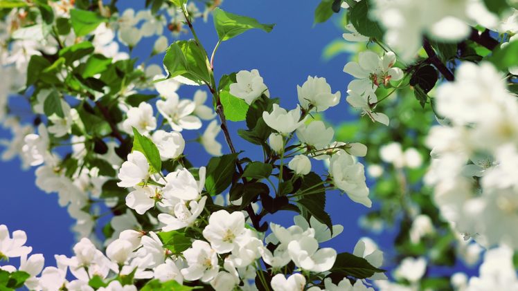 flowers, White, Flowers HD Wallpaper Desktop Background