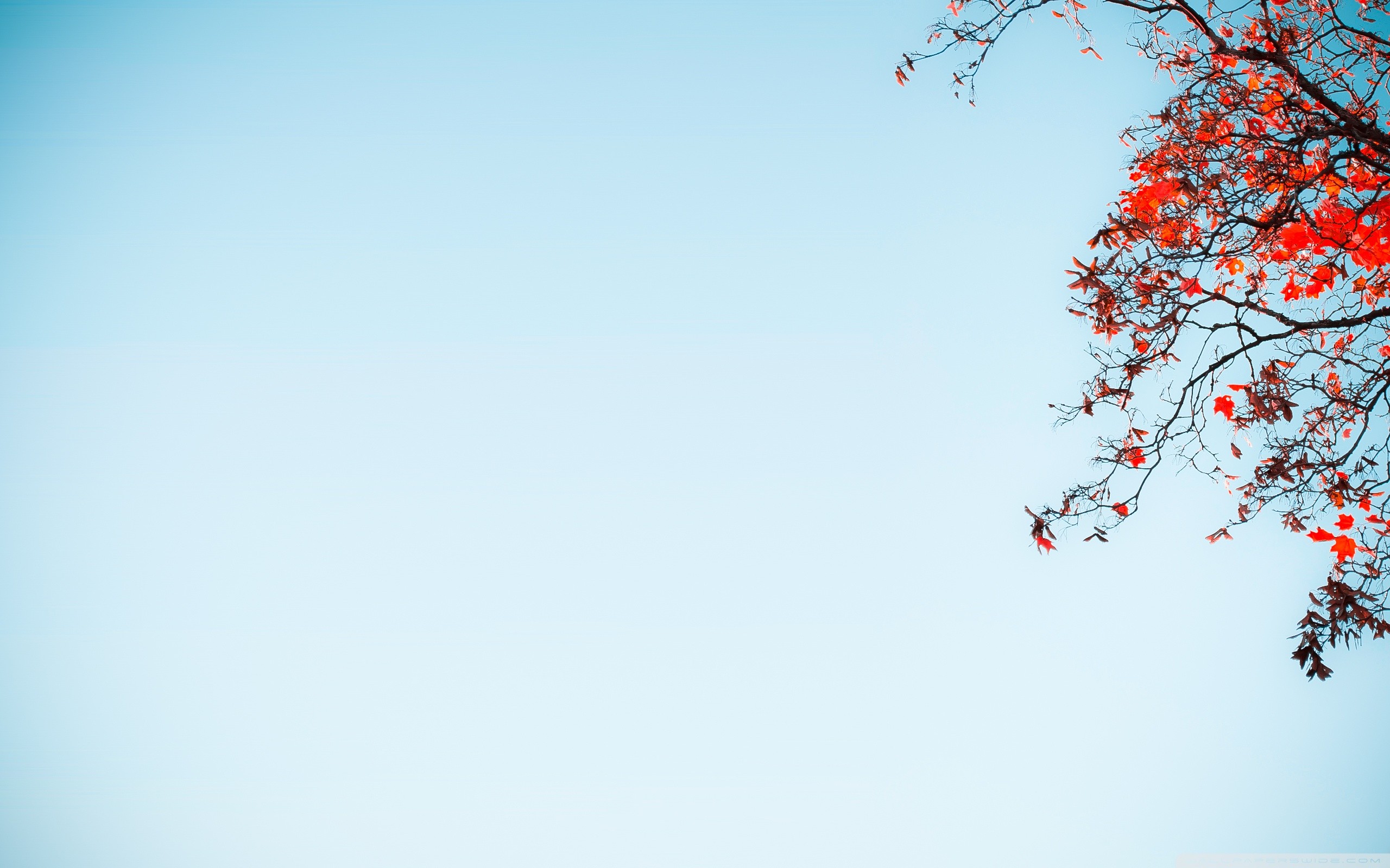 nature, Red, Branches, Blue, Skies Wallpaper