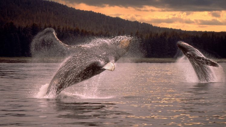 whales, Humpback, Whales HD Wallpaper Desktop Background