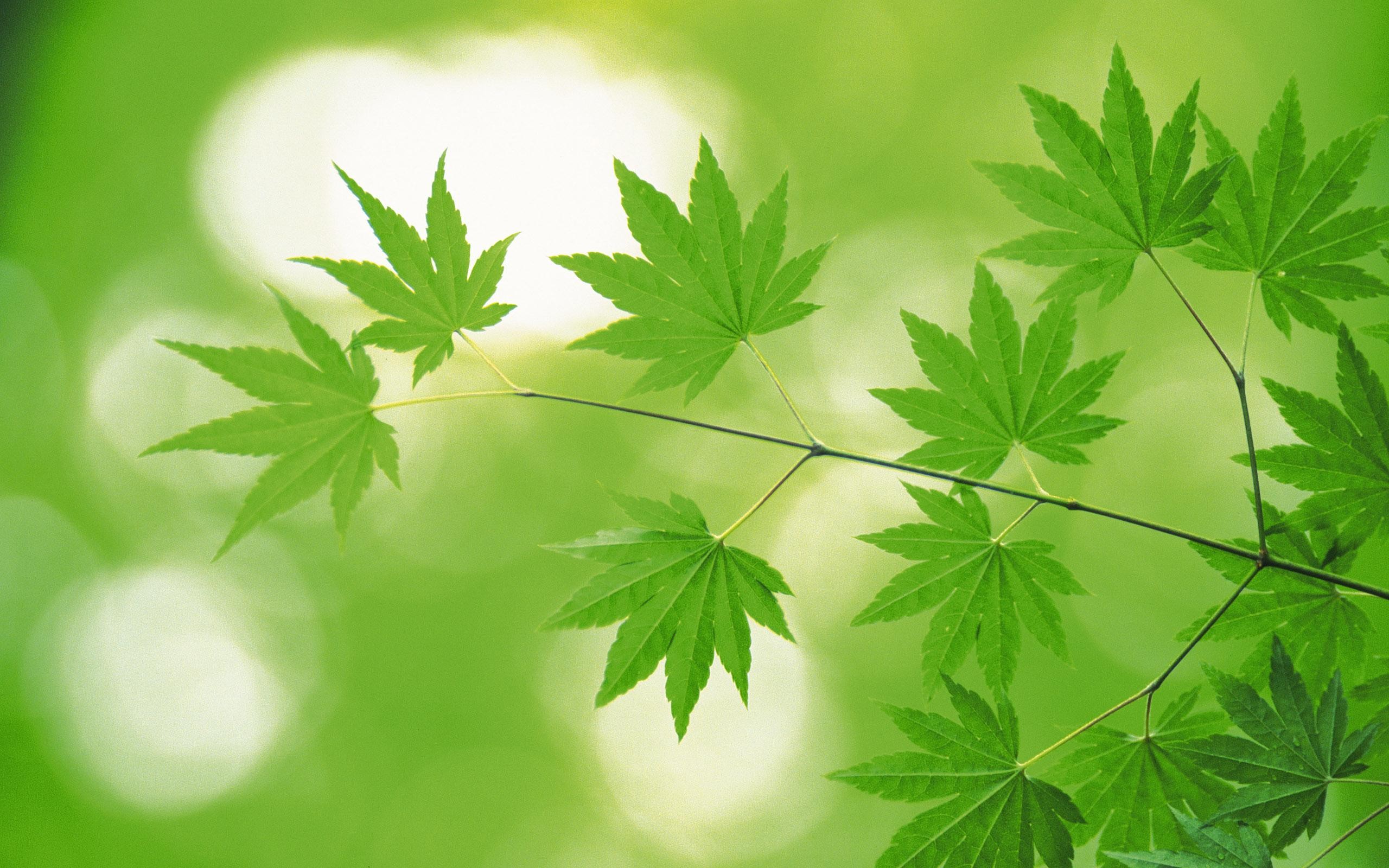 green, Nature, Leaves Wallpaper