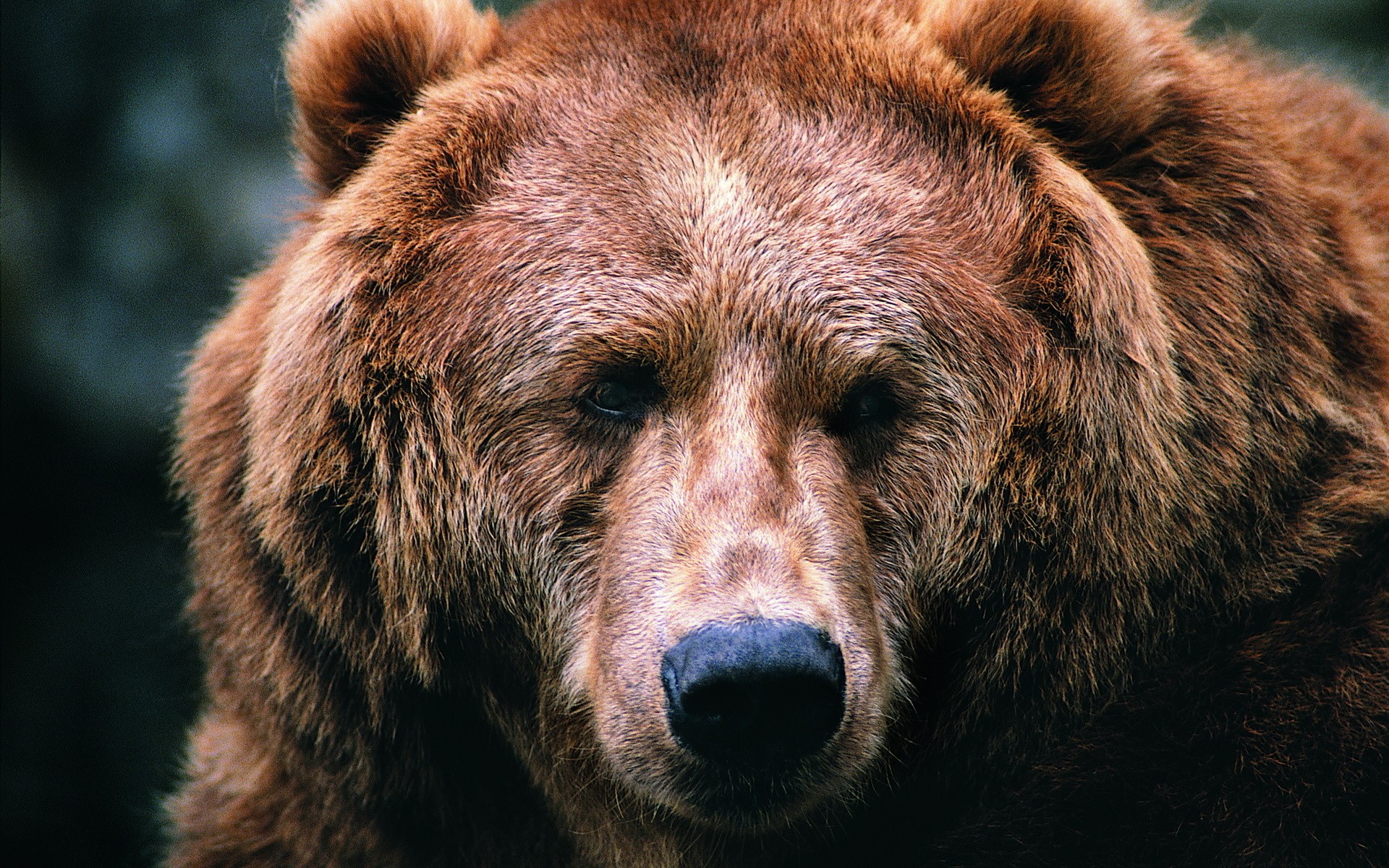 animals, Bears, Pices Wallpaper