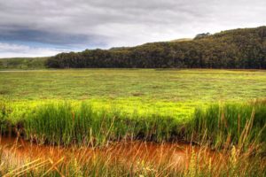forest, Fields, Meadow, Streams, Hdr, Photography
